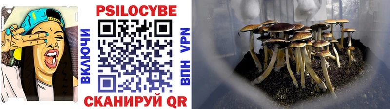 Купить  Юхнов  Псилоцибиновые грибы Psilocybe 